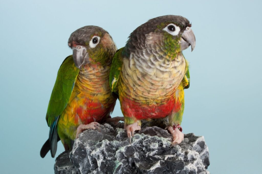 pareja de loros en pagina de Servicios de alimentación y accesorios para animales en Carmona
